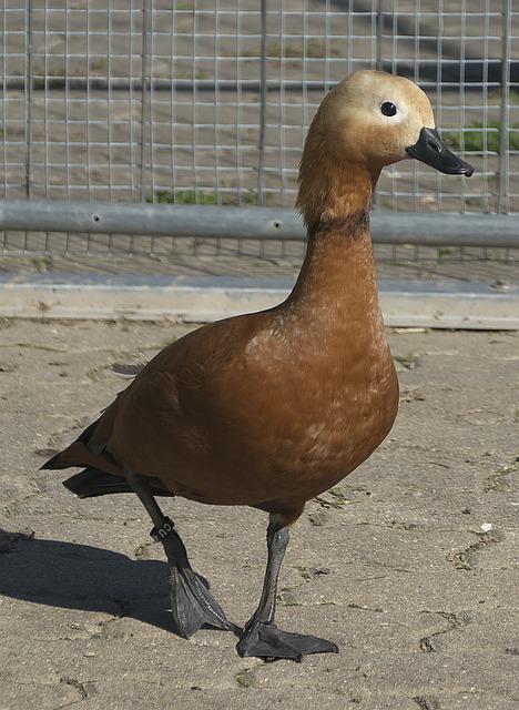 筹备和运营